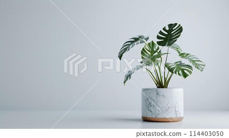 Monstera plant, houseplant in pot on white marble table with copy space 114403050