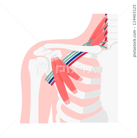 胸廓出口症候群發生位置的圖示(無文字) 胸廓出口症候群發生位置的圖示(無文字) 114403125