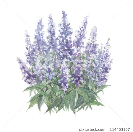 Lavender painted in watercolor 114403167