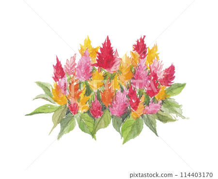 Watercolor painted cockscomb 114403170