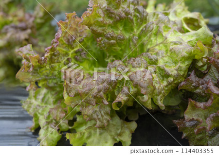 Close-up of sunny lettuce. Field vegetables. 114403355