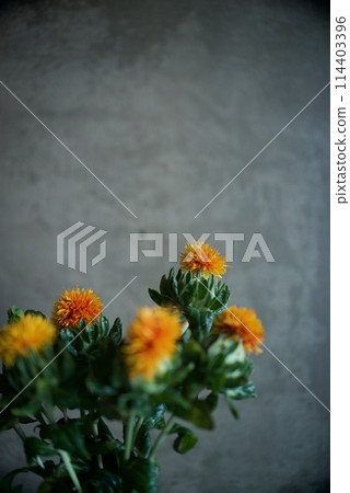 Safflower flowers 114403396