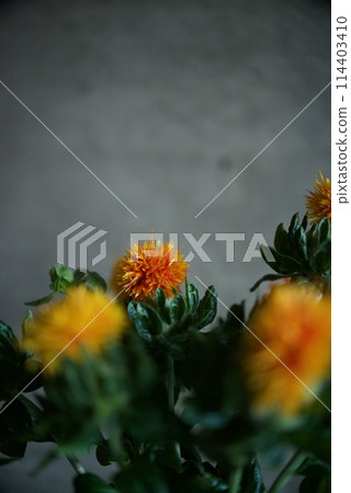 Safflower flowers Safflower flowers 114403410