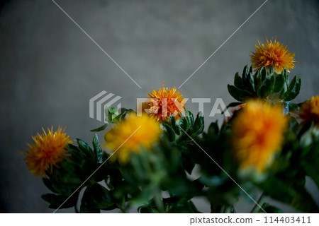 Safflower flowers 114403411