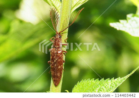 Bearded Snail (Male) 114403442