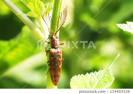 Bearded Beetle (male) Bearded Beetle (male) 114403526