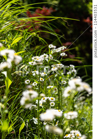 White flowers blooming in the grass White flowers blooming in the grass 114403531
