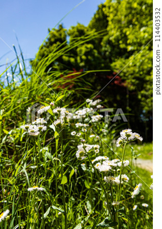 Blue sky and white flowers 114403532