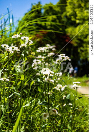 White flowers blooming in the mountains 114403533