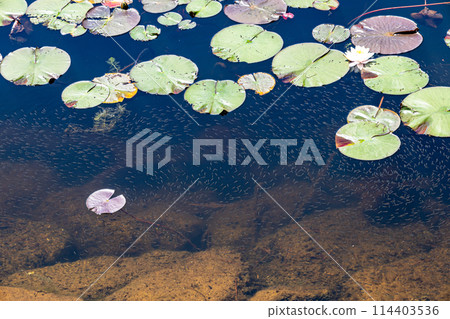 與荷花池的風景 與荷花池的風景 114403536