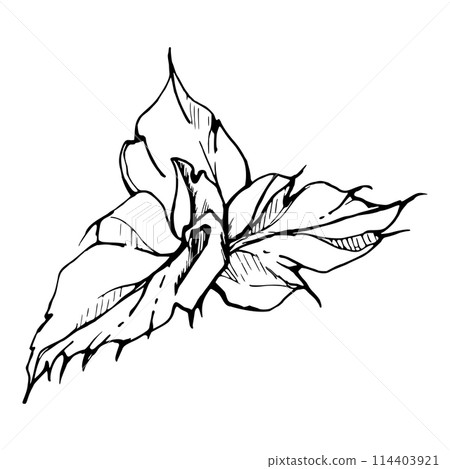 Vector set of elements with hand drawn summer poppy leaves. Isolated on white background. Botanical graphic illustration. Design for invitations, wedding, love or greeting cards, paper, print, textile 114403921