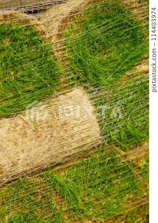 Stacks of sod rolls for new lawn 114403974