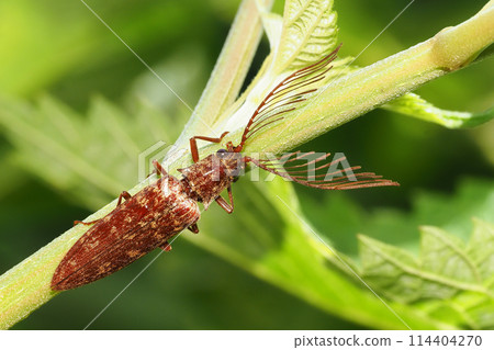 Bearded Snail (Male) 114404270