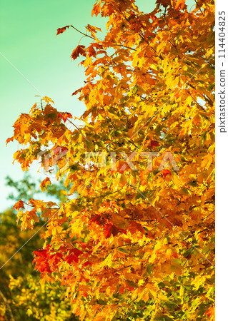 Yellow autumn leaves, fall branches Yellow autumn leaves, fall branches 114404825