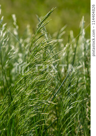 Spring field with Bromus Secalinus on a windy day Spring field with Bromus Secalinus on a windy day 114404826