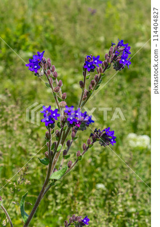 Anchusa officinalis, commonly known as the common bugloss or alkanet with green background 114404827