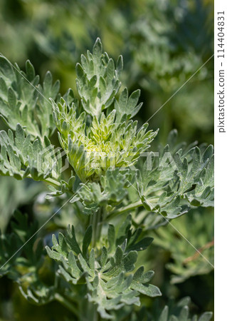 Silver green Wormwood leaves background. Artemisia absinthium, absinthe wormwood plant in herbal kitchen garden, close up, macro Silver green Wormwood leaves background. Artemisia absinthium, absinthe wormwood plant in herbal kitchen garden, close up, macro 114404831