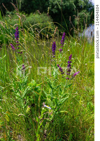 Flowers of the forest sage, Salvia nemorosa, close-up. Background of Salvia nemorosa, a salvia with beautiful purple flowers. Purple flowers of oak sage 114404884