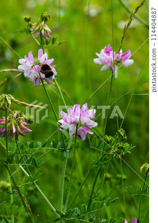 Securigera varia or Coronilla varia, commonly known as crownvetch or purple crown vetch Securigera varia or Coronilla varia, commonly known as crownvetch or purple crown vetch 114404887