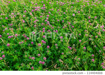 This is the wildflower Trifolium alpestre, the Purple globe clover or Owl-head clover, from the family Fabaceae This is the wildflower Trifolium alpestre, the Purple globe clover or Owl-head clover, from the family Fabaceae 114404888
