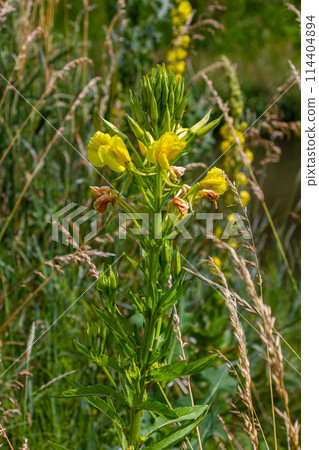 Yellow evening primrose Oenothera biennis, medicine plant for cosmetics, skin care and eczema 114404894