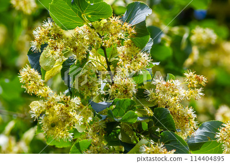 Tilia cordata linden tree branches in bloom, springtime flowering small leaved lime, green leaves in spring daylight Tilia cordata linden tree branches in bloom, springtime flowering small leaved lime, green leaves in spring daylight 114404895