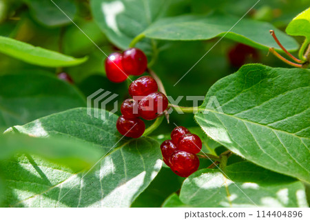 Festive Holiday Honeysuckle Branch with Red Berries Lonicera xylosteum 114404896