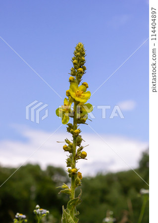 Verbascum densiflorum the well-known dense-flowered mullein 114404897