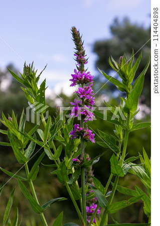 Purple loosestrife Lythrum salicaria inflorescence. Flower spike of plant in the family Lythraceae, associated with wet habitats Purple loosestrife Lythrum salicaria inflorescence. Flower spike of plant in the family Lythraceae, associated with wet habitats 114404898
