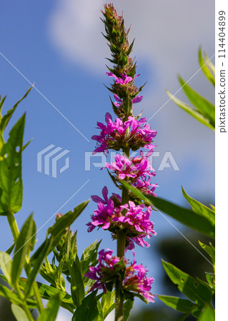 Purple loosestrife Lythrum salicaria inflorescence. Flower spike of plant in the family Lythraceae, associated with wet habitats Purple loosestrife Lythrum salicaria inflorescence. Flower spike of plant in the family Lythraceae, associated with wet habitats 114404899