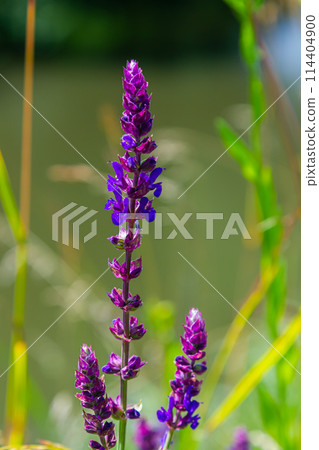 Flowers of the forest sage, Salvia nemorosa, close-up. Background of Salvia nemorosa, a salvia with beautiful purple flowers. Purple flowers of oak sage 114404900