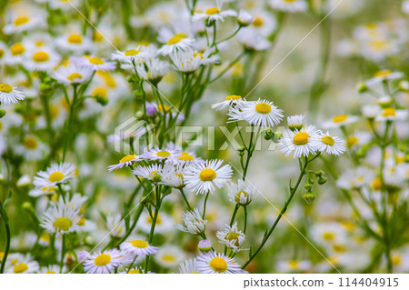 Erigeron annuus known as annual fleabane, daisy fleabane, or eastern daisy fleabane Erigeron annuus known as annual fleabane, daisy fleabane, or eastern daisy fleabane 114404915
