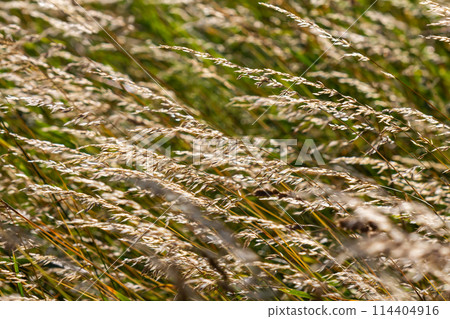 Meadow grass meadow with the tops of stele panicles. Poa pratensis green meadow european grass 114404916