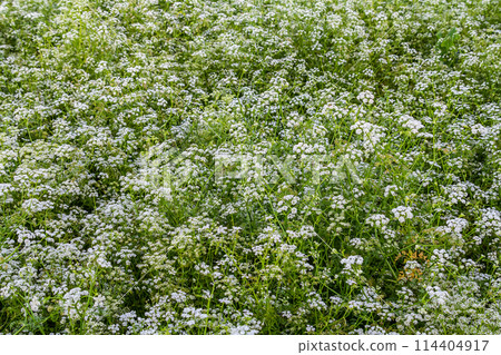 Conium maculatum, colloquially known as hemlock, poison hemlock or wild hemlock, is a highly poisonous biennial herbaceous flowering plant in the carrot family Apiaceae Conium maculatum, colloquially known as hemlock, poison hemlock or wild hemlock, is a highly poisonous biennial herbaceous flowering plant in the carrot family Apiaceae 114404917