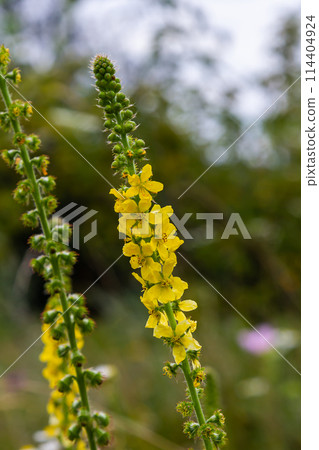 Summer in the wild among wild grasses is blooming agrimonia eupatoria Summer in the wild among wild grasses is blooming agrimonia eupatoria 114404924