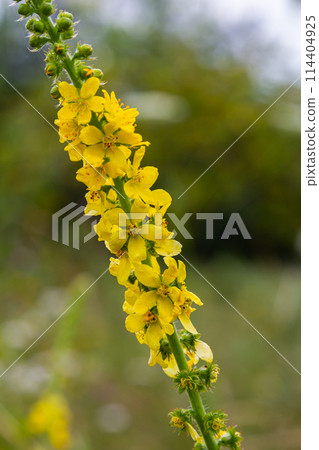 Summer in the wild among wild grasses is blooming agrimonia eupatoria Summer in the wild among wild grasses is blooming agrimonia eupatoria 114404925