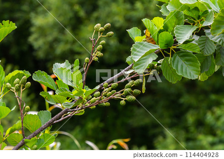 Speckled alders spread their seed through cone-like structures Speckled alders spread their seed through cone-like structures 114404928