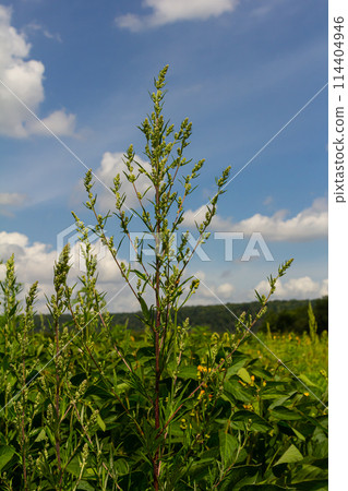 Chenopodium album, edible plant, common names include lamb's quarters, melde, goosefoot, white goosefoot, wild spinach, bathua and fat-hen Chenopodium album, edible plant, common names include lamb's quarters, melde, goosefoot, white goosefoot, wild spinach, bathua and fat-hen 114404946