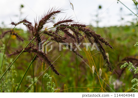In the field, as weeds among the agricultural crops grow Echinochloa crus-galli In the field, as weeds among the agricultural crops grow Echinochloa crus-galli 114404948