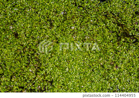 Duckweed - Cultivation of duckweed. Lemna trisulca 114404955