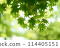 Refreshing green maple 114405151