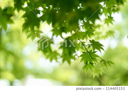 Refreshing green maple 114405151