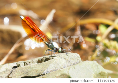 Kawata dragonfly (male, orange bowl type) 114405420