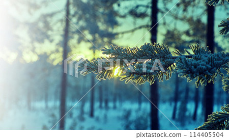 winter landscape 114405504