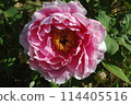Peony flower (pink) 114405516