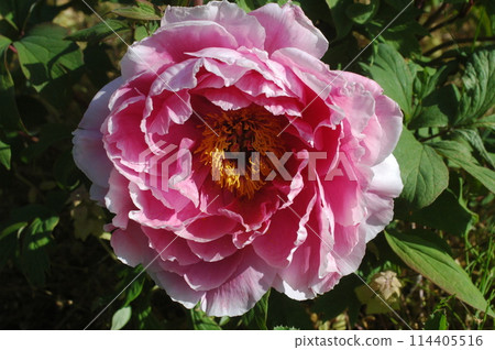 Peony flower (pink) Peony flower (pink) 114405516