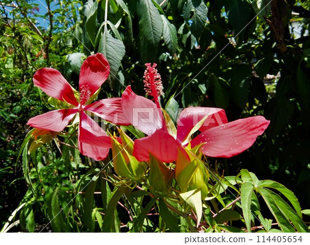 It is a part of a large grass flower hibiscus group that makes flowers bloom every year 114405654