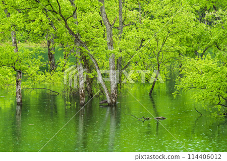 Rain submerged forest Shirakawa Lake Rain submerged forest Shirakawa Lake 114406012