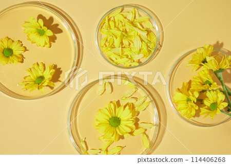 Yellow flat form containing a few glass petri dishes in different sizes, fresh calendula flower and petals decorated above. Photo for promotion, blank space for text and front view 114406268