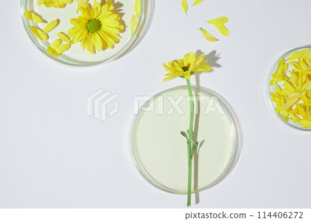 Minimalist style template on white flat with calendula flower and laboratory equipment theme, high angle shot and empty space for advertise cosmetic or healthcare product has origin from nature  114406272